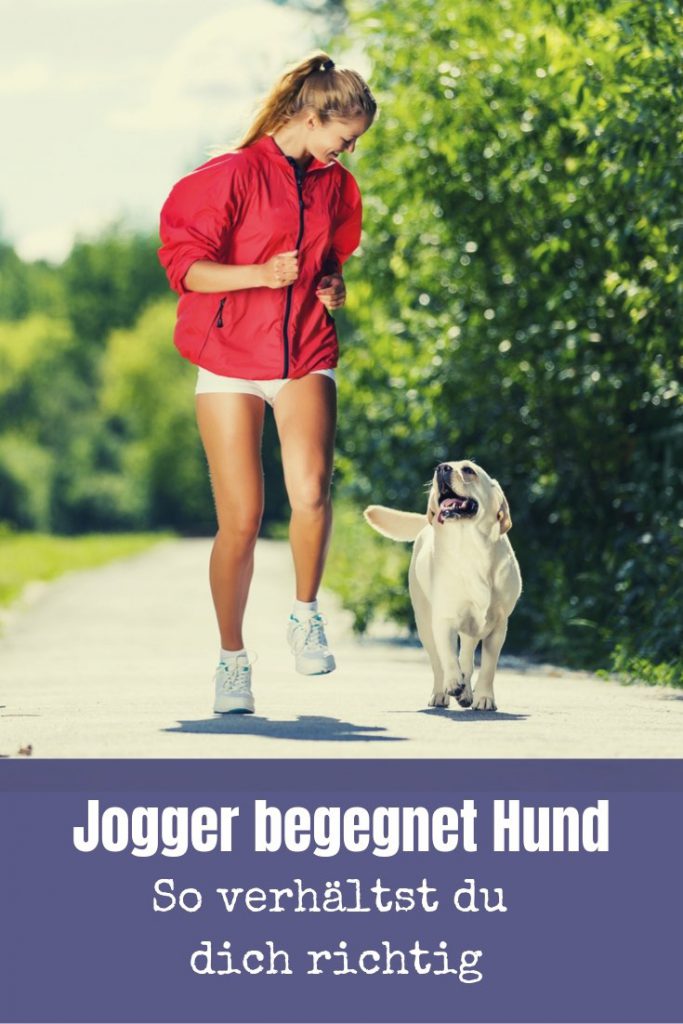 Hunde und Jogger - Die Begegnung ist nicht immer unproblemantisch. In diesem Artikel findest du die 5 besten Tipps für Jogger und Hundebesitzer.