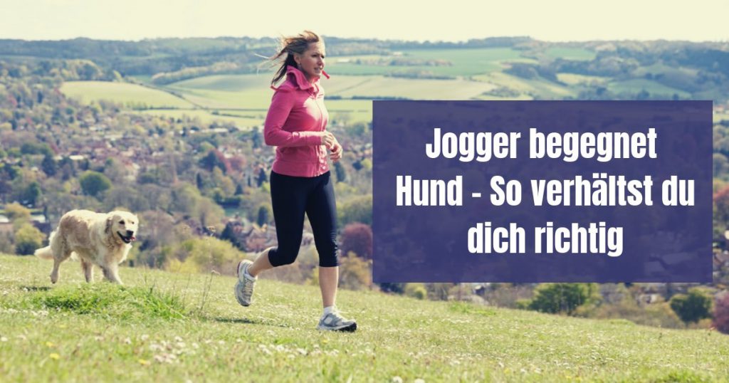 Hunde und Jogger - Die Begegnung ist nicht immer unproblemantisch. In diesem Artikel findest du die 5 besten Tipps für Jogger und Hundebesitzer.